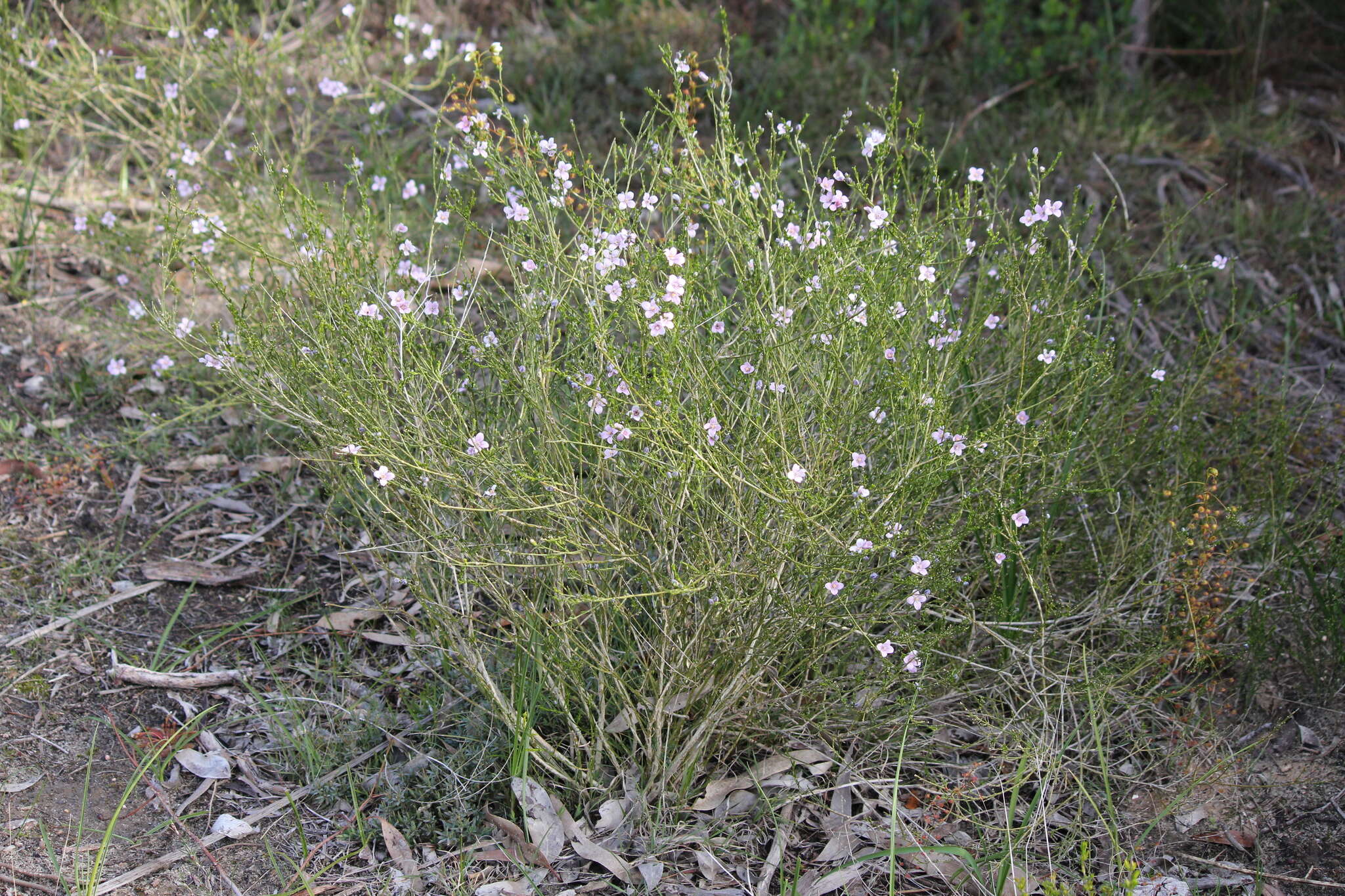 Image of Cyanothamnus coerulescens