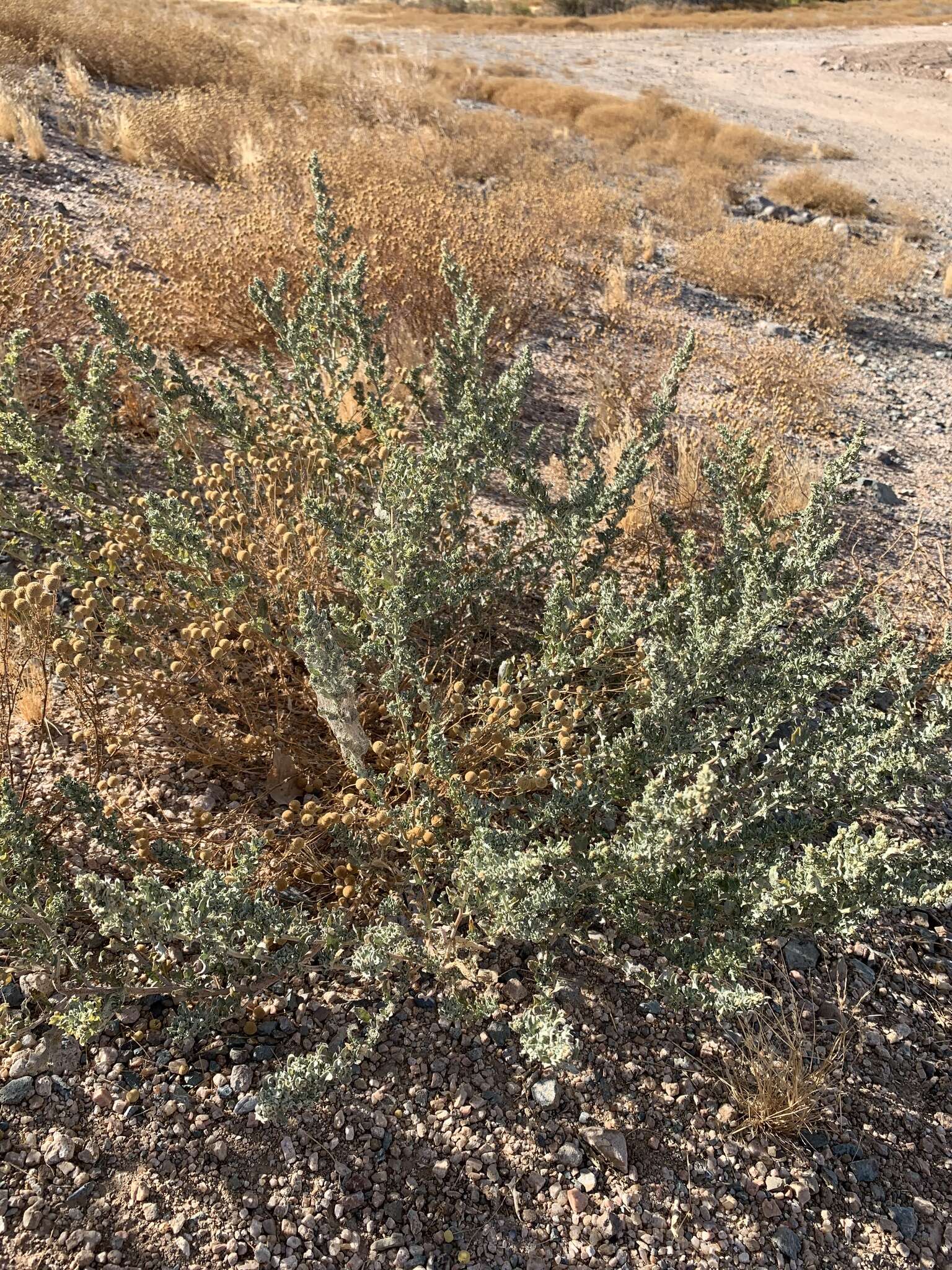 Image of wheelscale saltbush