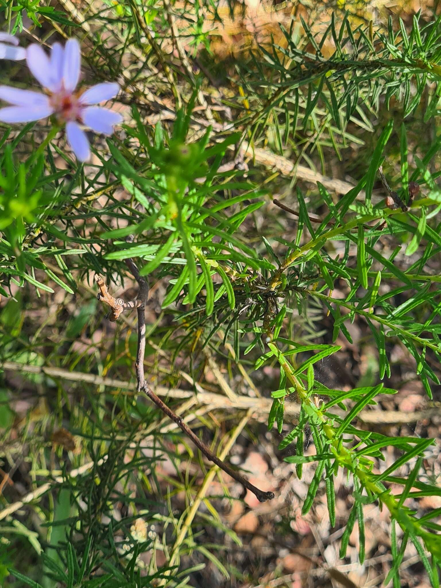 Olearia tenuifolia (DC.) Benth. resmi