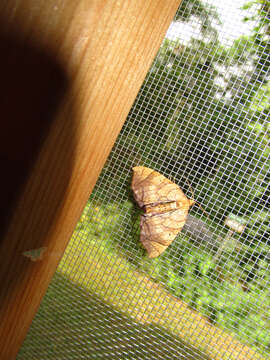 Image of Lesser Grapevine Looper Moth