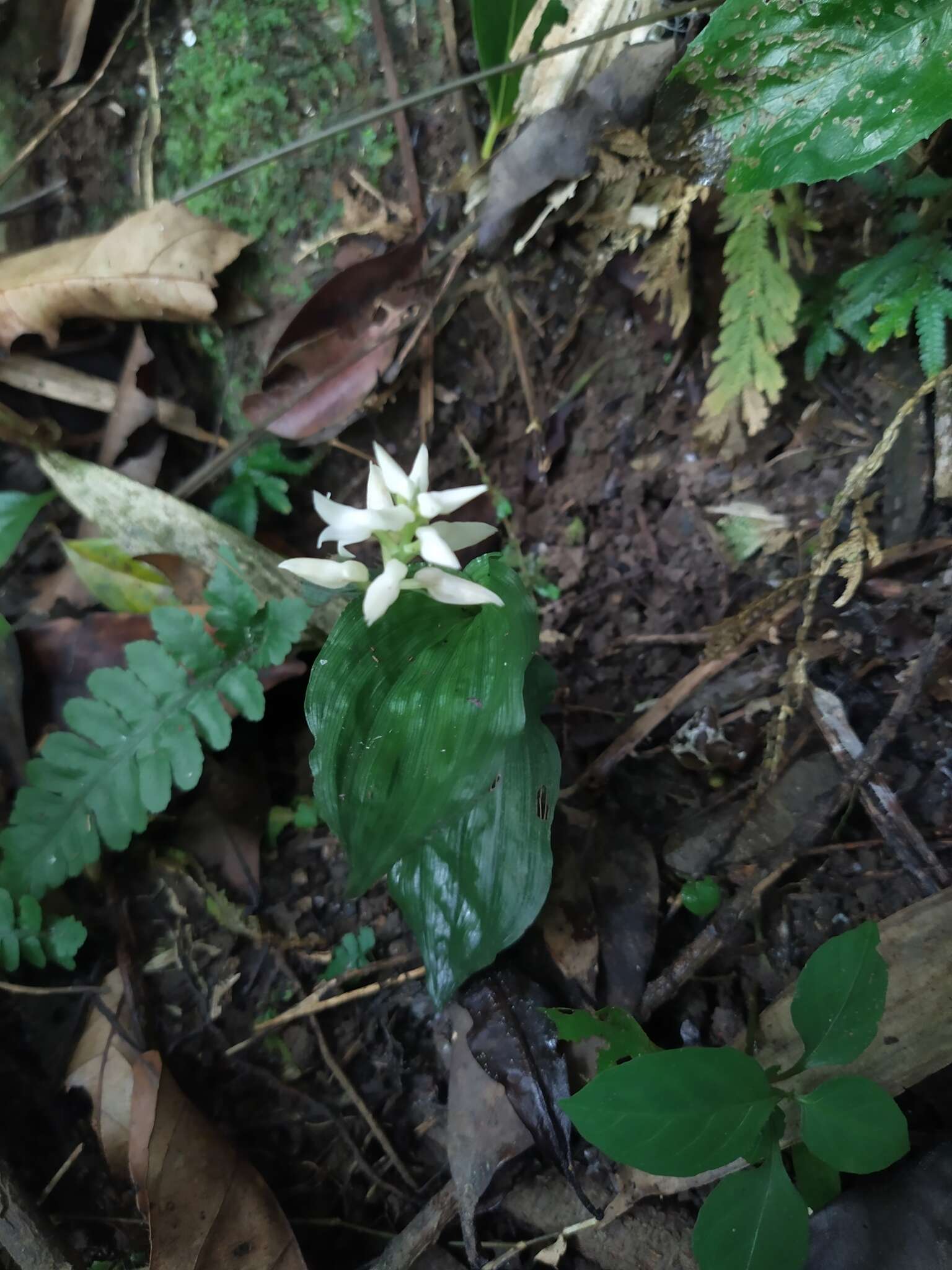 Image of Tropidia somae Hayata