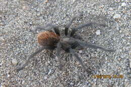 Image of Paloma Dwarf Tarantula