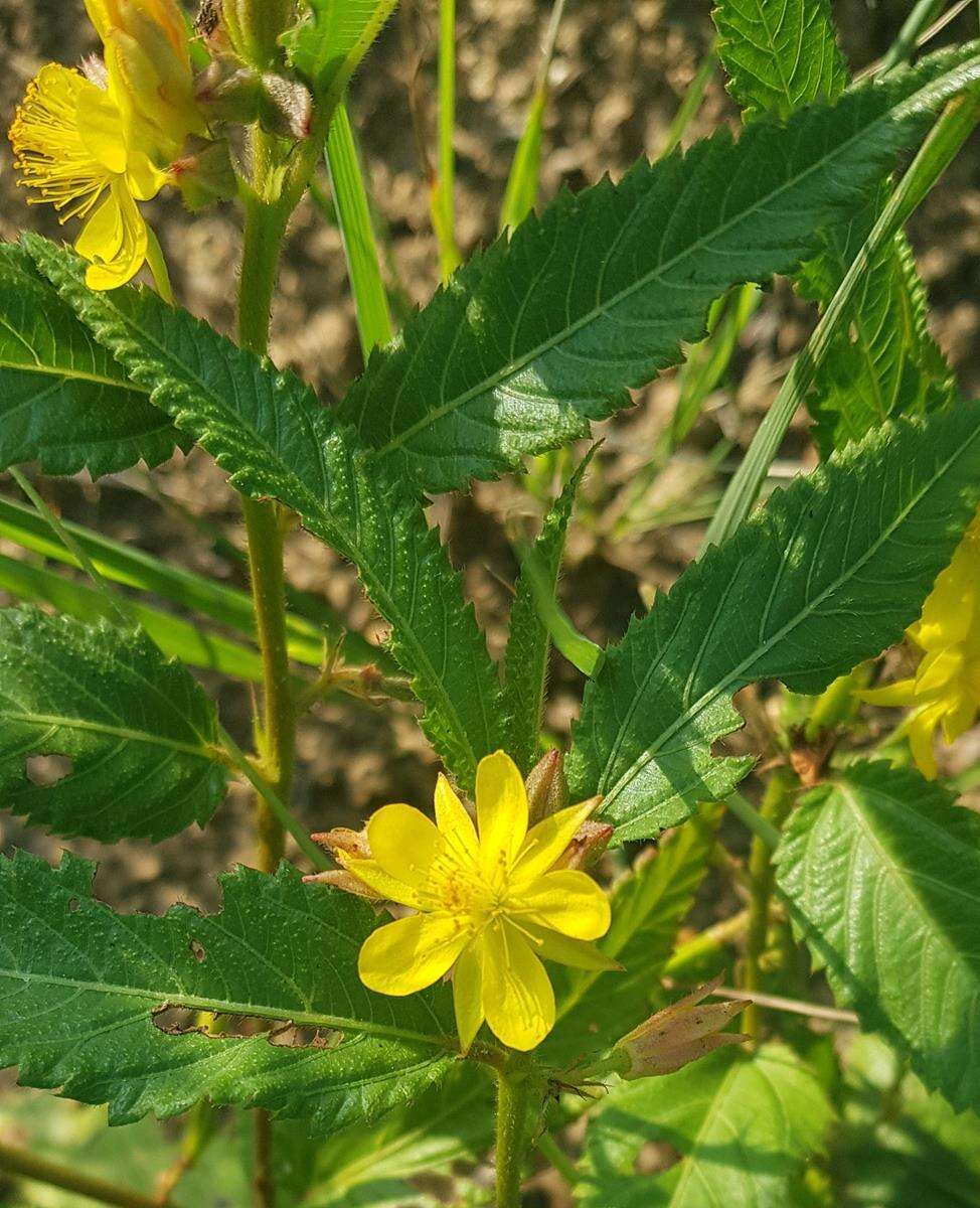 Image of Corchorus confusus Wild