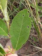 Image of Croton antisyphiliticus Mart.