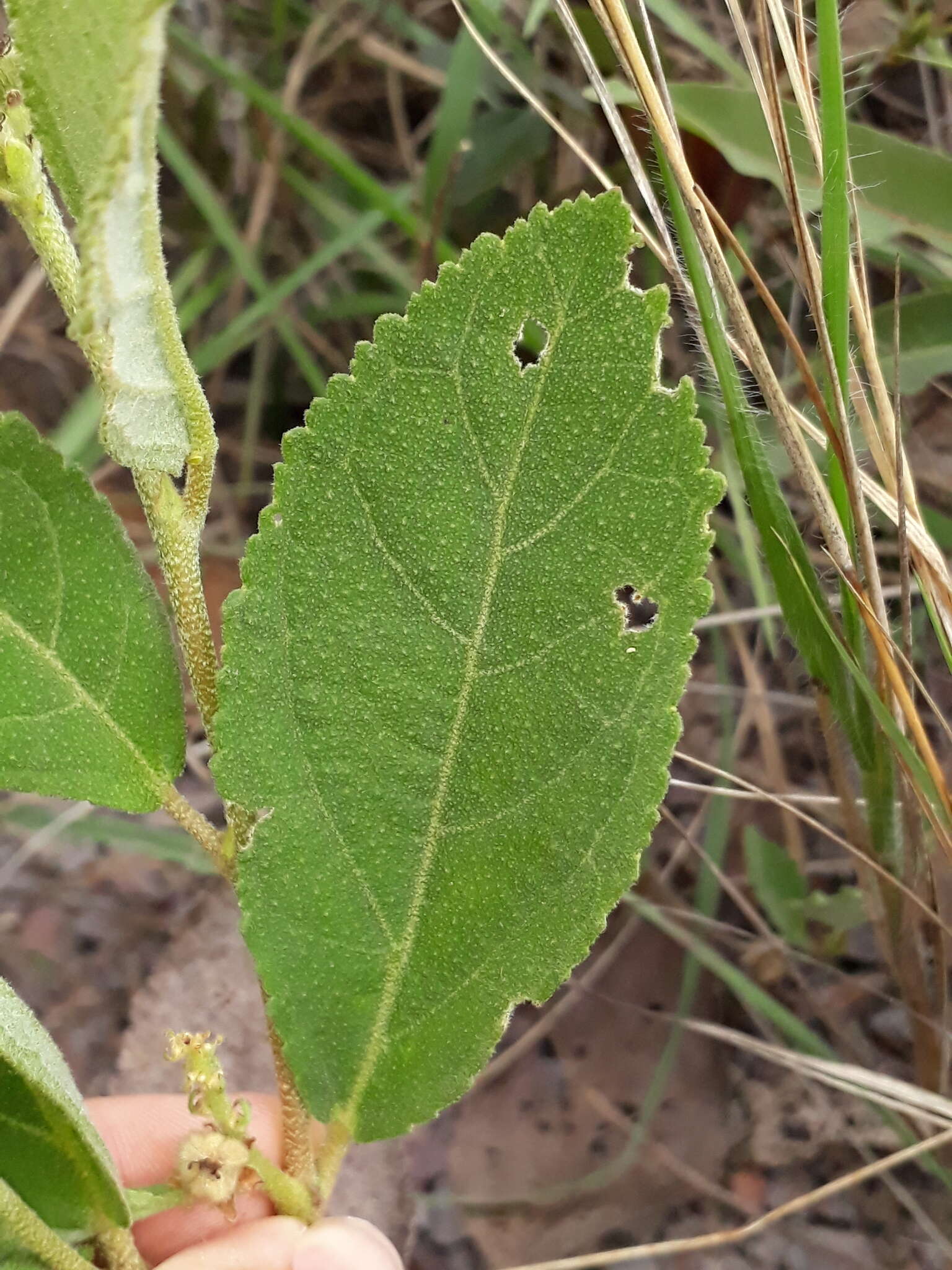 Image of Croton antisyphiliticus Mart.