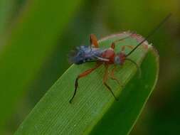 Image of Pimpla marginella Brulle 1846