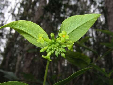 Image of variableleaf false ohelo