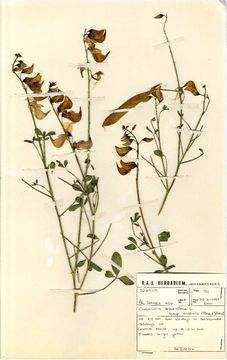 Image of Oldland rattlepod
