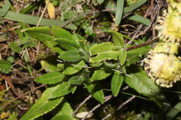 Image de Aetheolaena involucrata Cass.