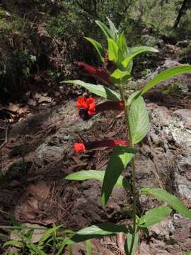 Image of Bat face cuphea