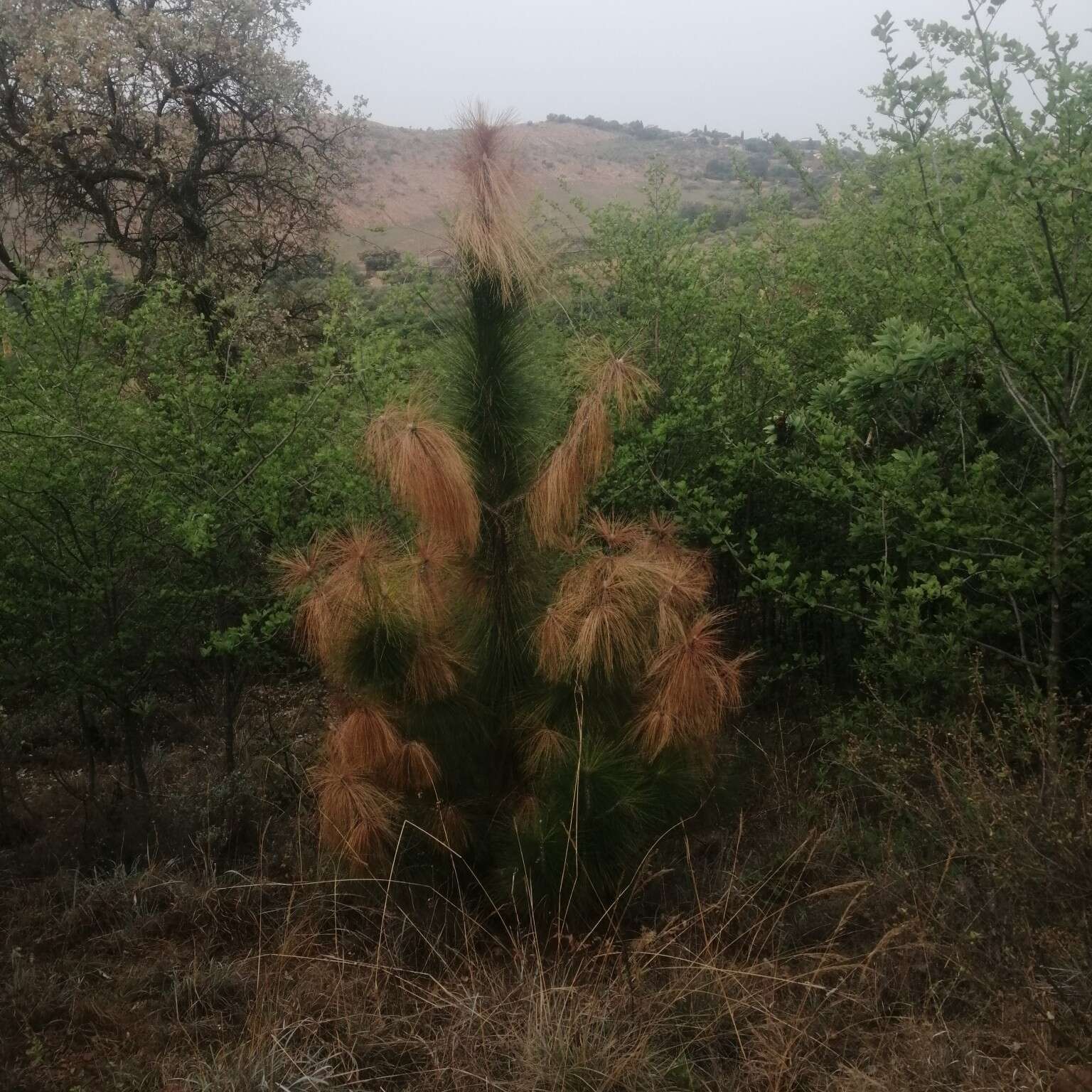 Image of Cheer pine