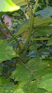 Image de Solanum stramonifolium Jacq.