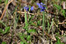 Image of Veronica krylovii Schischk.