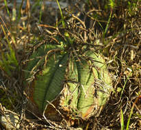 Слика од Euphorbia meloformis Aiton