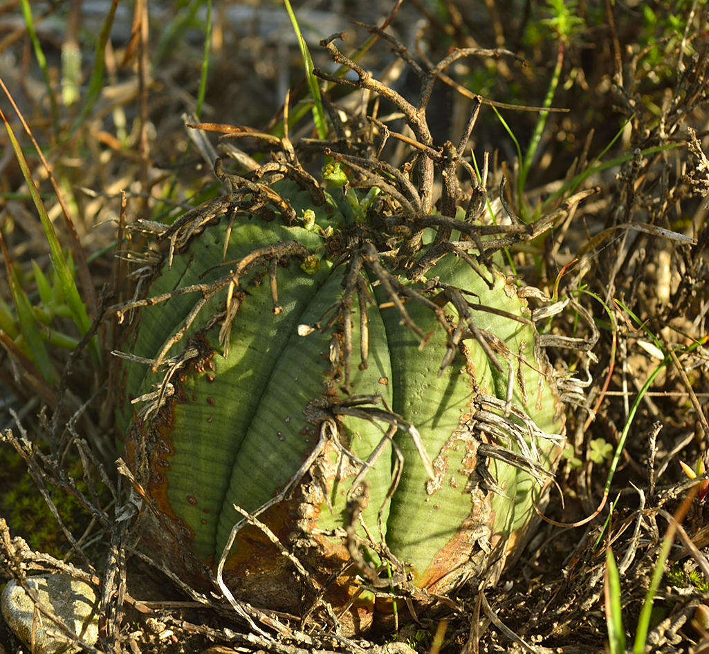 Слика од Euphorbia meloformis Aiton