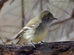 Image of Least Flycatcher