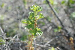 Image of Canadian gooseberry