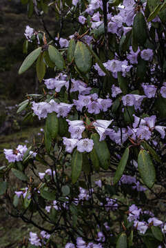 Image of Rhododendron wallichii Hook. fil.