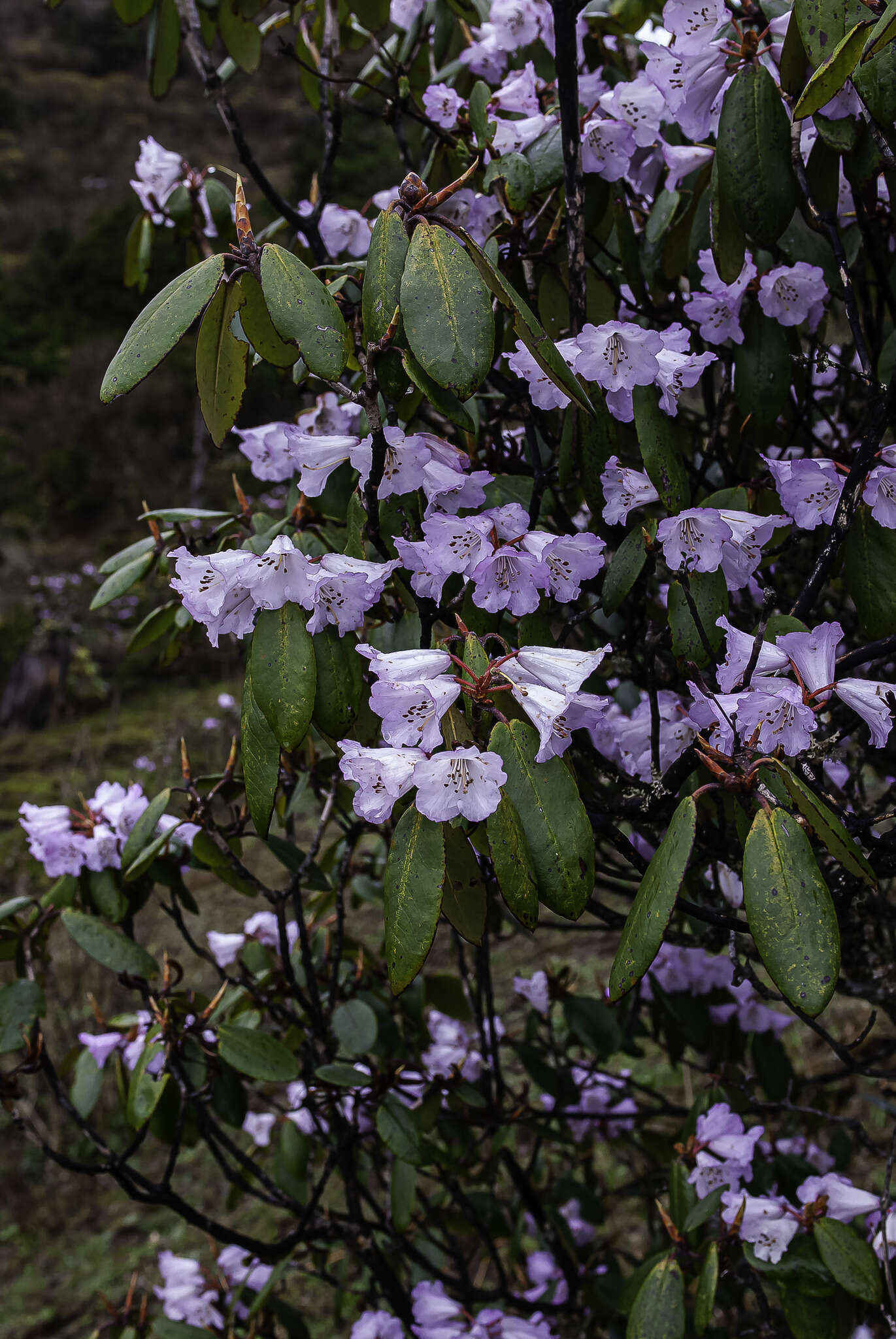 Imagem de Rhododendron wallichii Hook. fil.