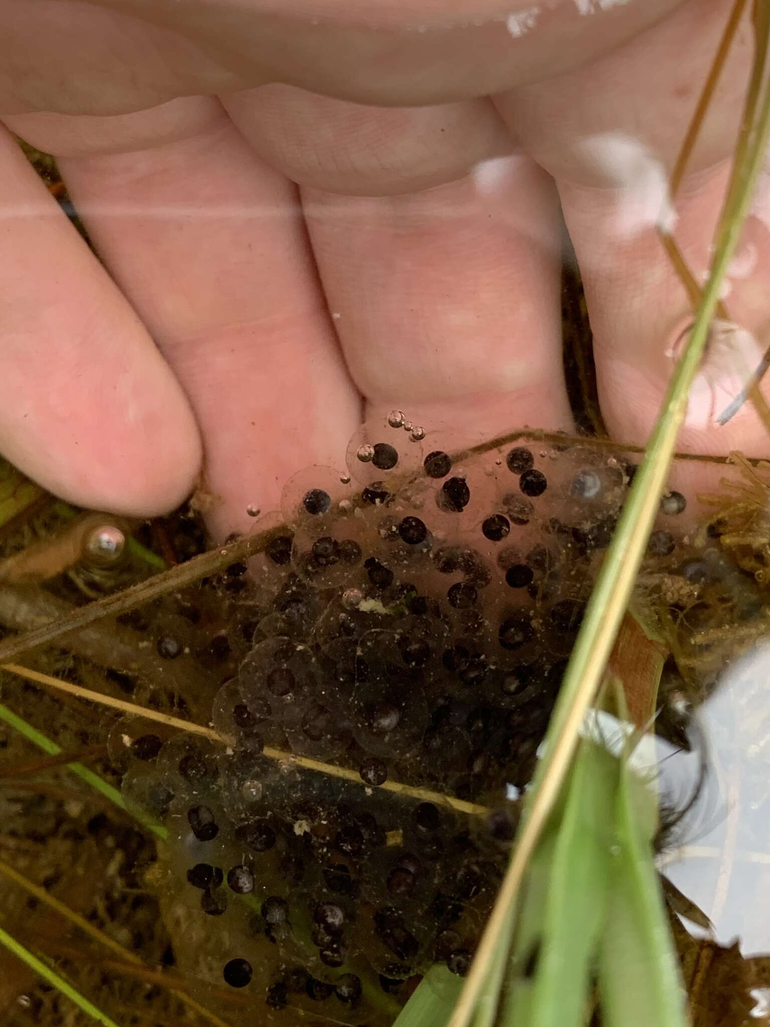 Sivun Lithobates onca (Cope ex Yarrow 1875) kuva