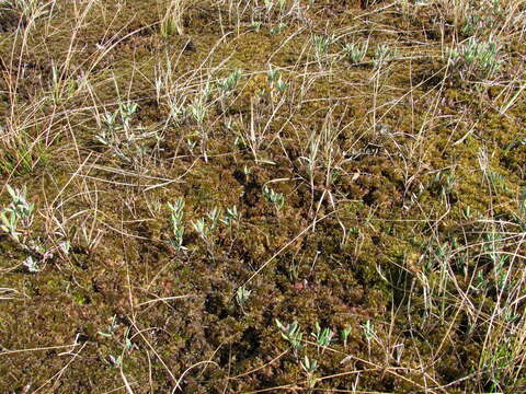 Image of Brown-stemmed Bog Moss