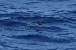 Image of New Zealand Storm Petrel