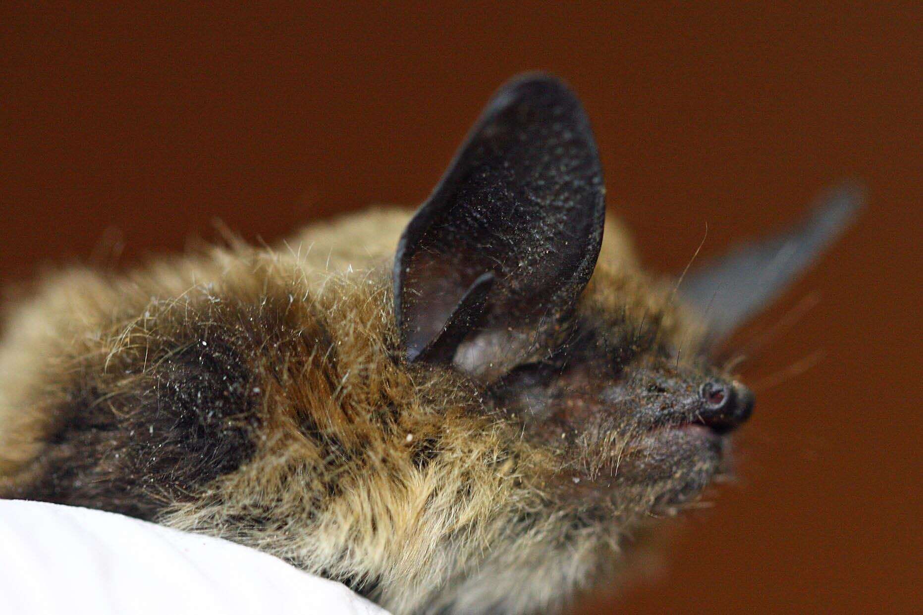 Image of Fringed Myotis