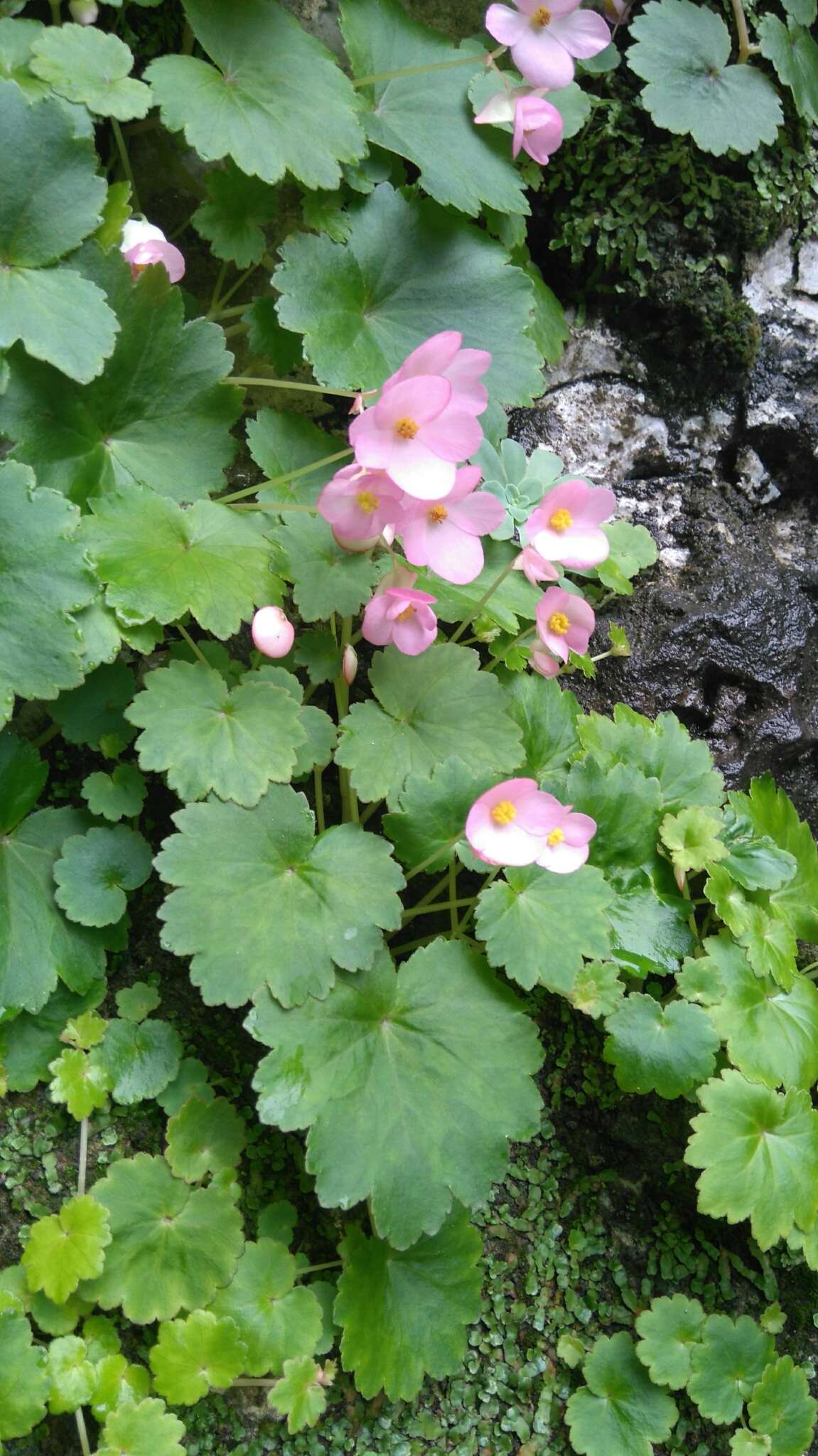 Image of Begonia uniflora S. Watson