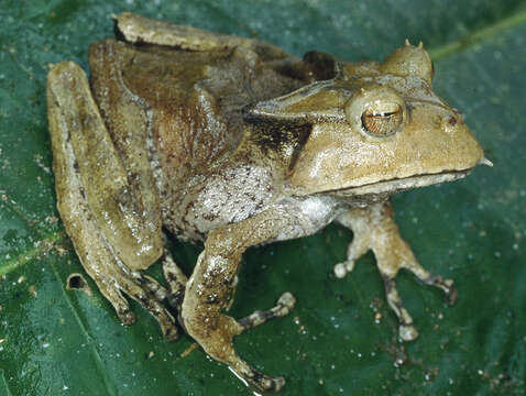 Image of Hemiphractus helioi Sheil & Mendelson 2001