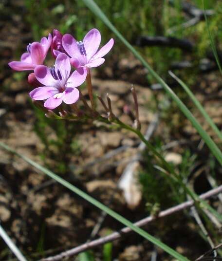 Image of Freesia verrucosa (B. Vogel) Goldblatt & J. C. Manning