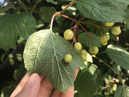 Image of Viburnum opulus var. opulus