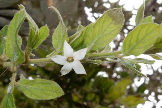 Plancia ëd Diospyros villosa var. villosa