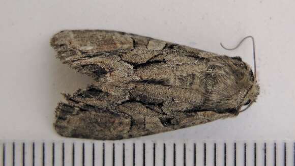 Image of Speckled Cutworm