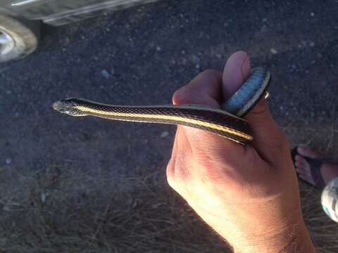 Image of Thamnophis sirtalis fitchi Fox 1951