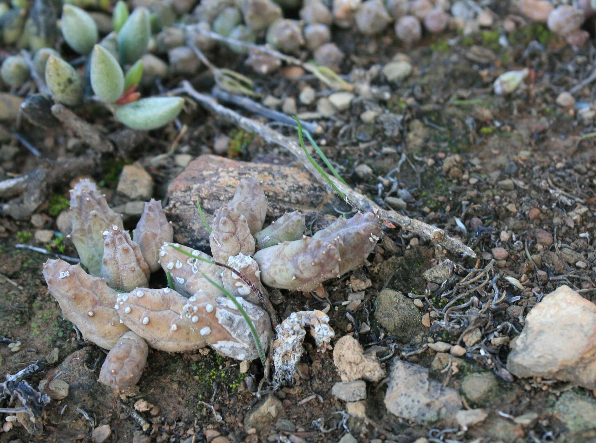 Ceropegia geminata subsp. geminata的圖片