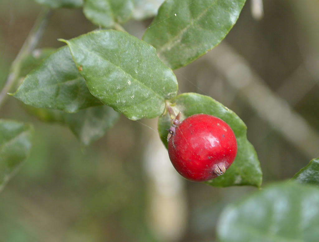 Image of Rhoiacarpos capensis (Harv.) A. DC.