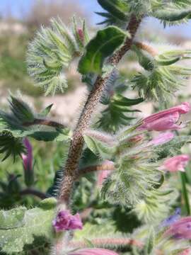 Echium judaeum Lacaita的圖片