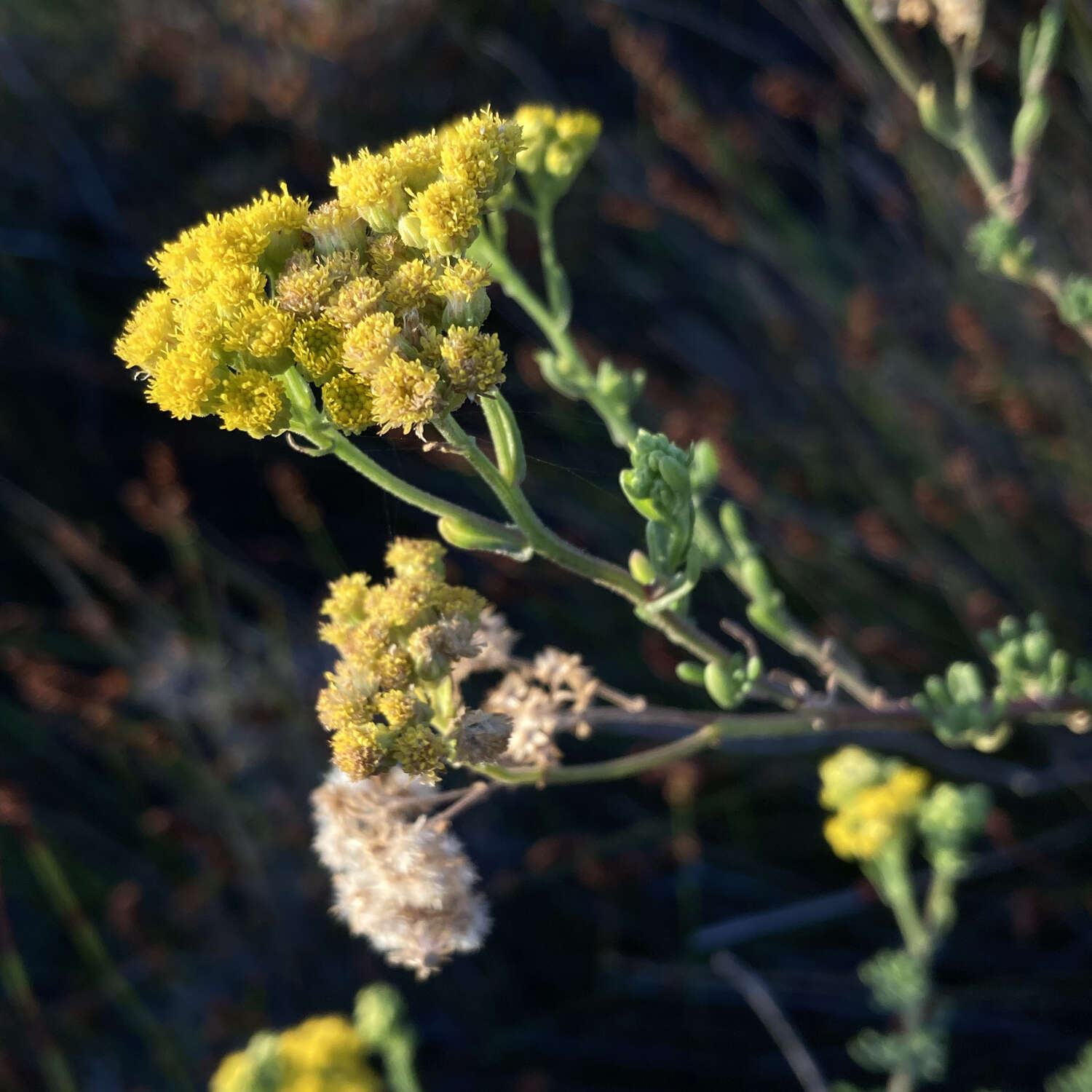 Image of Nidorella foetida (L.) DC.