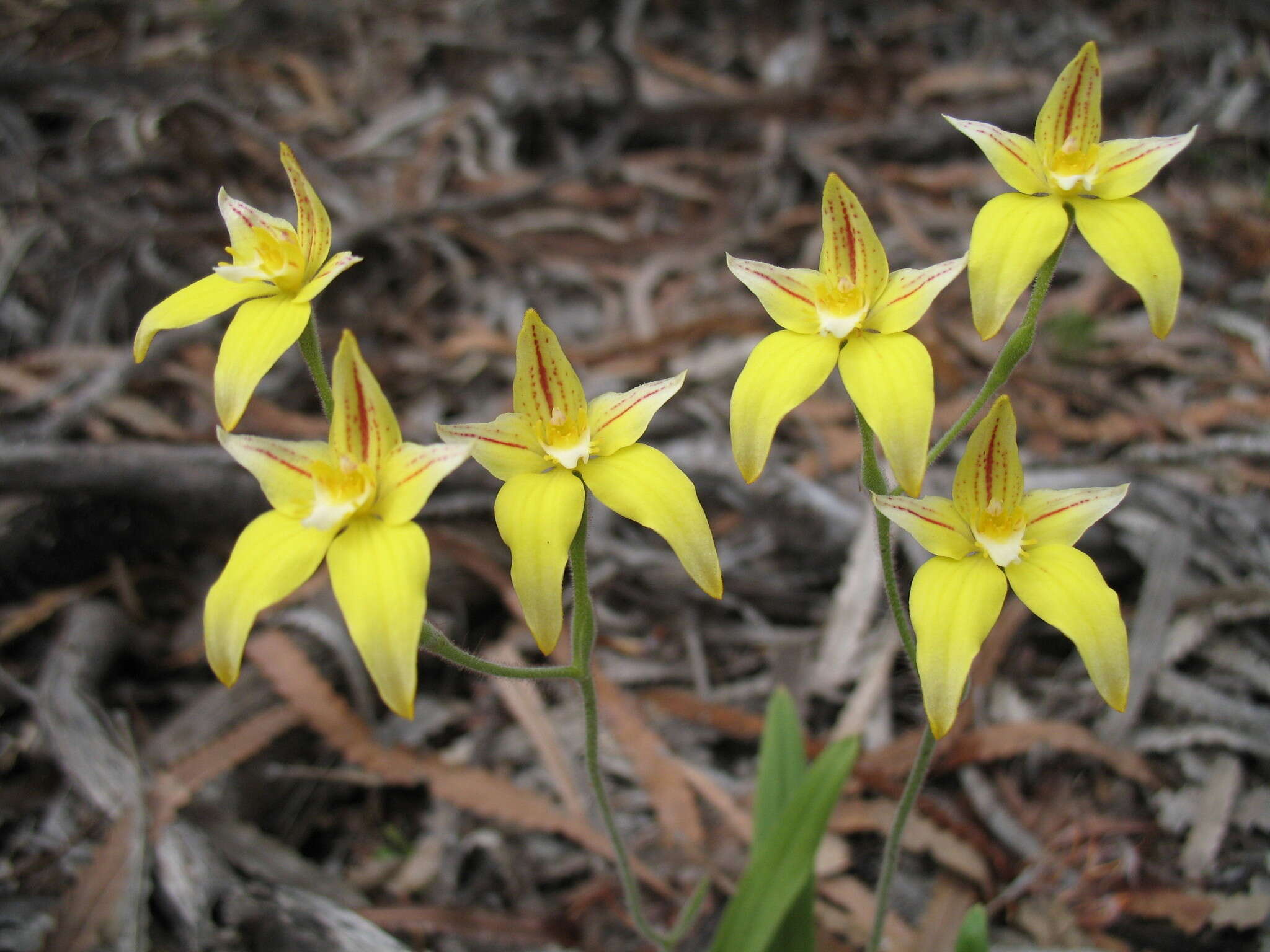 Caladenia flava subsp. flava resmi