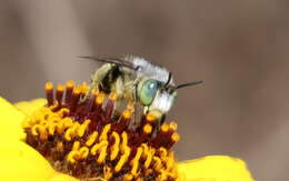 Image of Anthophora curta Provancher 1895