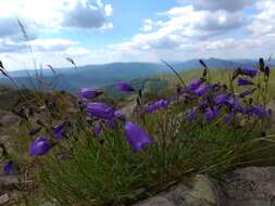 Image of Campanula tatrae Borbás