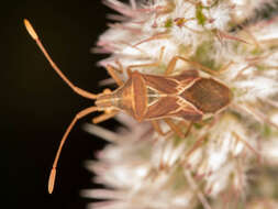 صورة Cletoliturus lituripennis (Stål 1855)