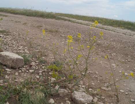 Imagem de Brassica elongata subsp. pinnatifida (Schmalh.) Greuter & Burdet