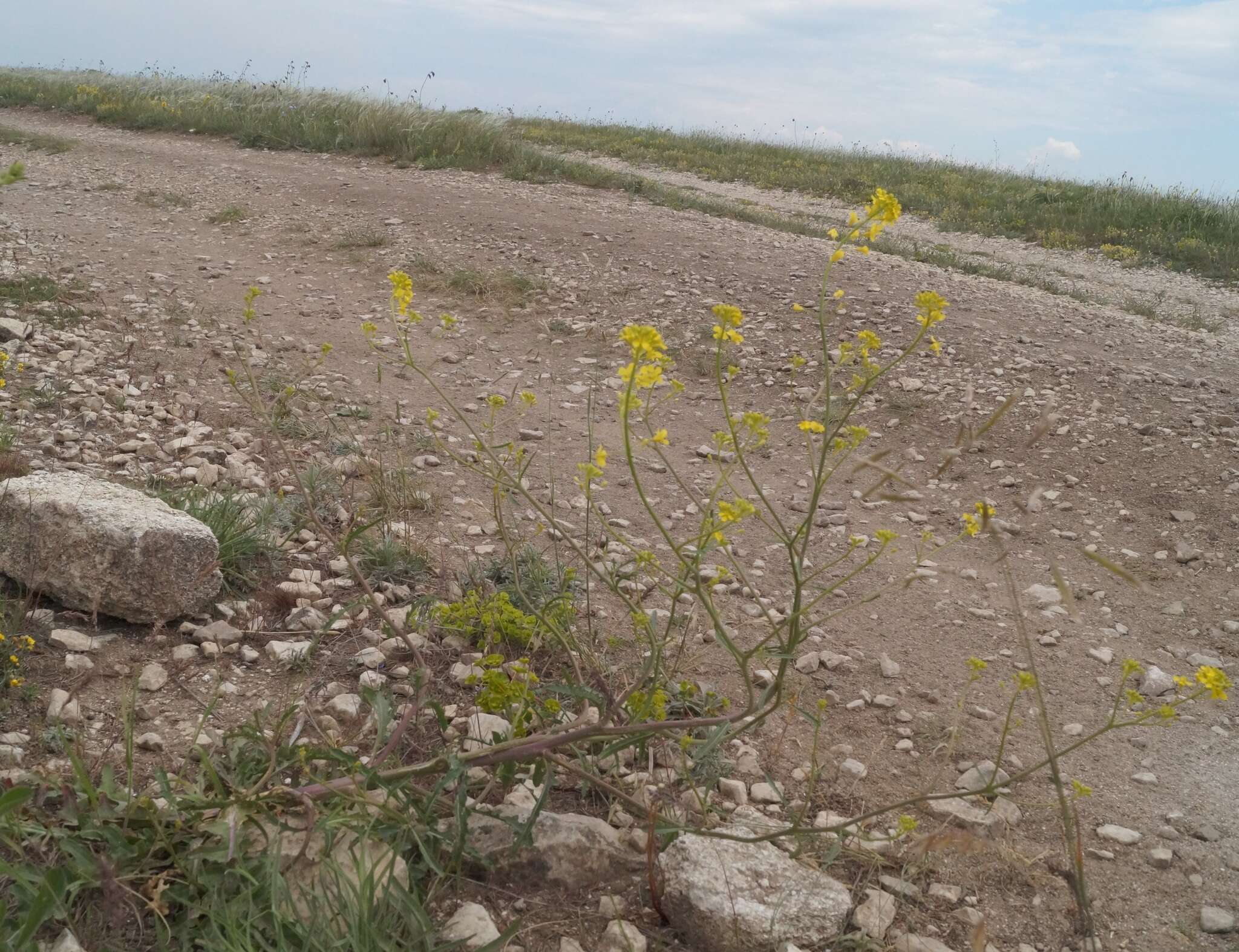 Imagem de Brassica elongata subsp. pinnatifida (Schmalh.) Greuter & Burdet