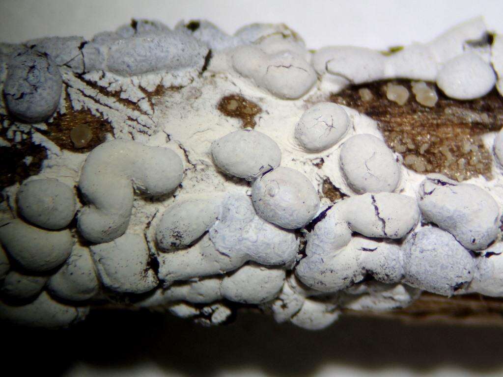 Image of Diderma alpinum