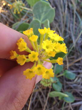 Imagem de Abronia latifolia Eschsch.