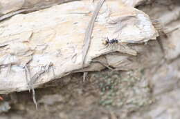 Image of Polyrhachis guerini Roger 1863