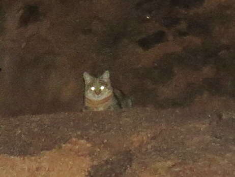 Image of African Wildcat