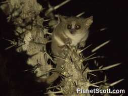 Image of Gray Mouse Lemur