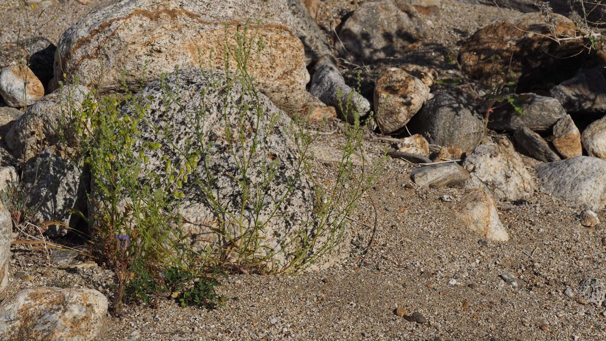 Слика од Cryptantha decipiens (M. E. Jones) Heller